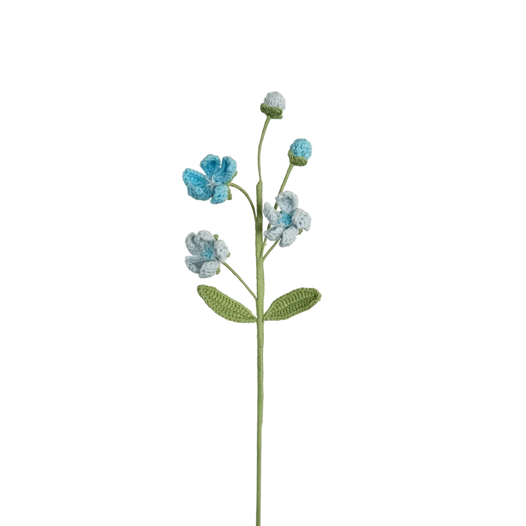 Androsace Umbellata - Blue