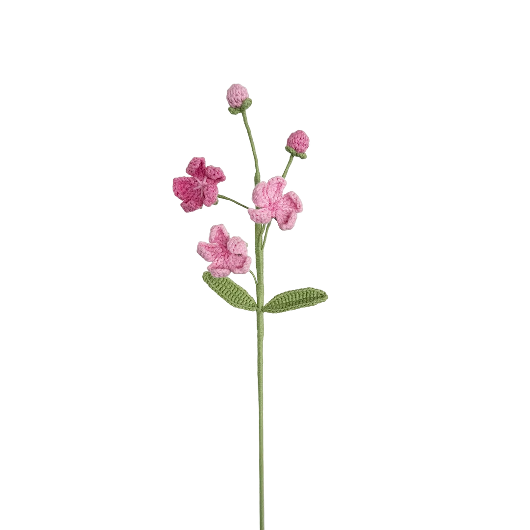 Androsace Umbellata - Pink