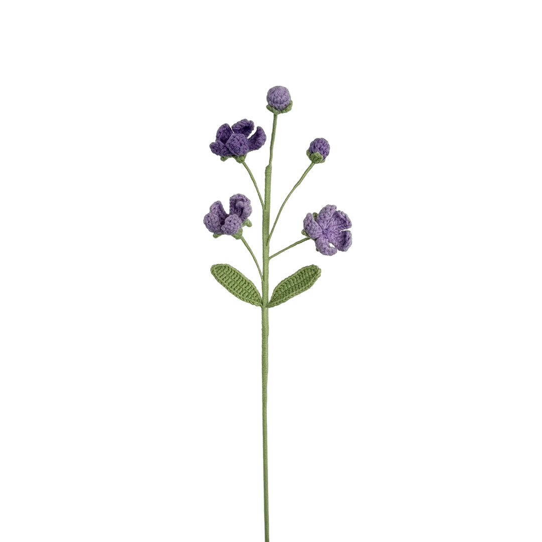 Androsace Umbellata - Purple