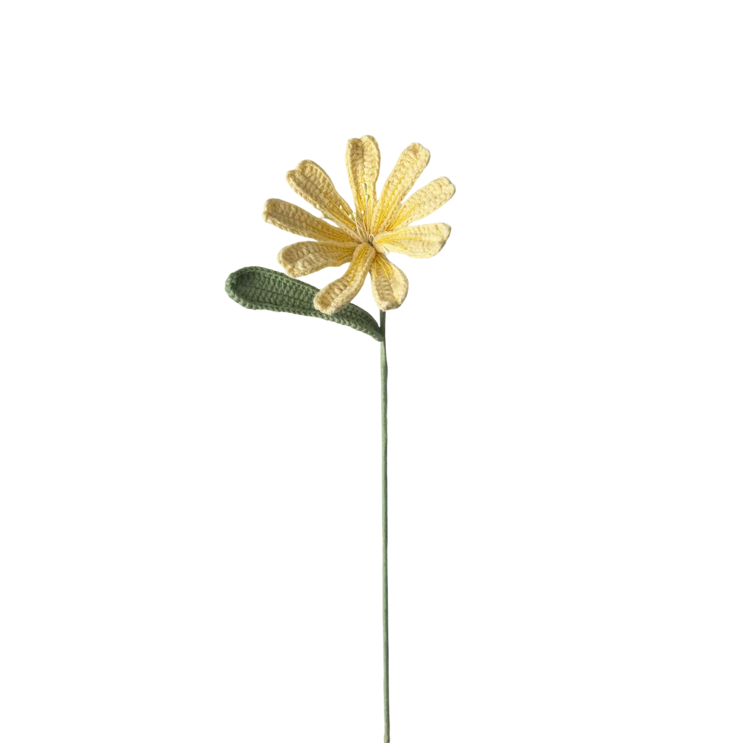 Lewisia - Yellow