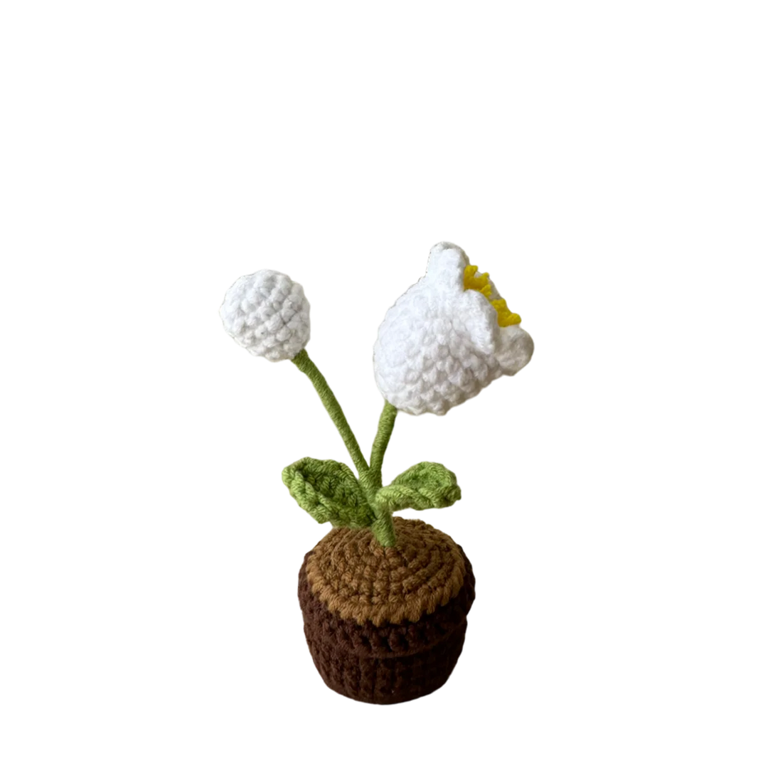 Mini Lily of the Valley Pot Plant
