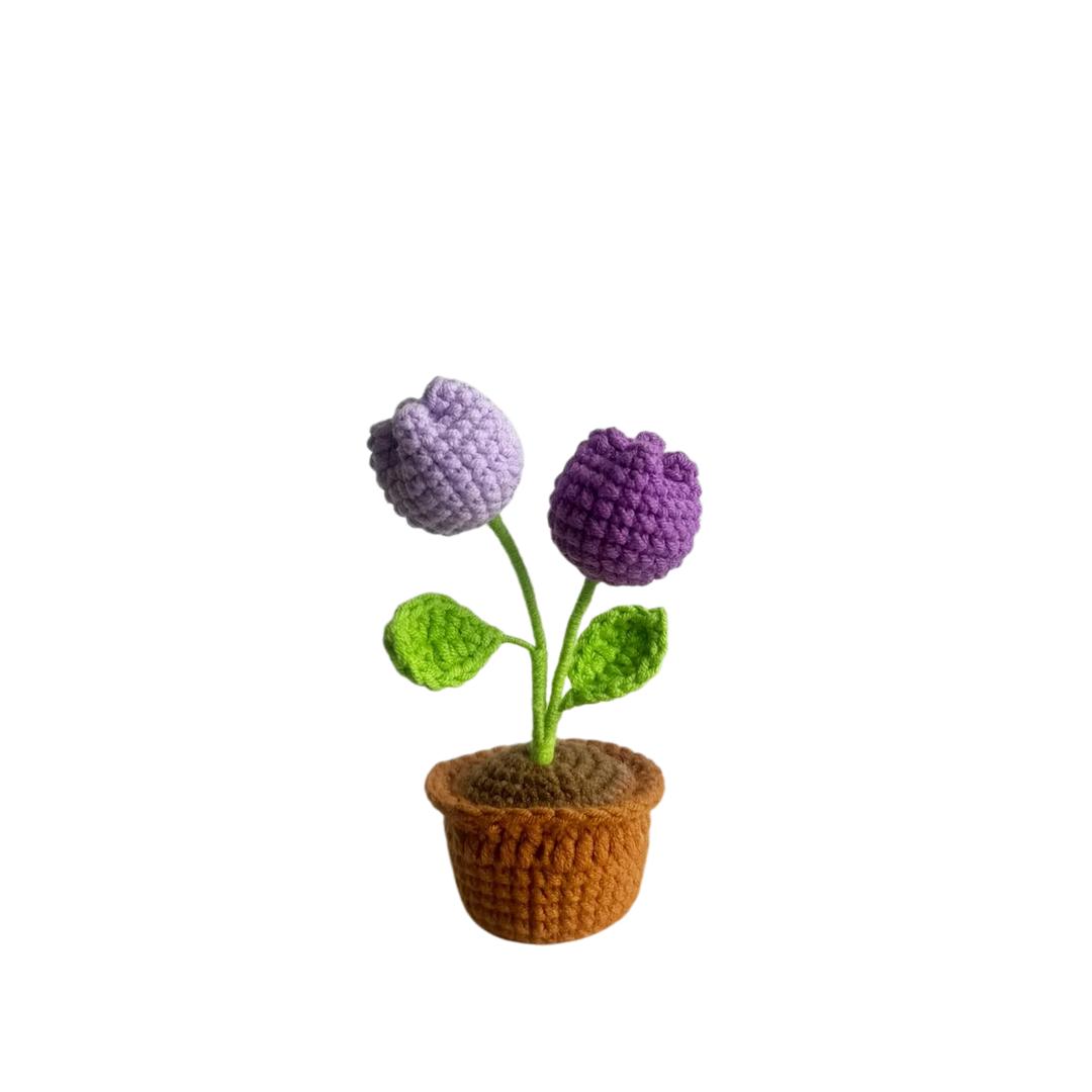 Mini Purple Tulip Pot Plant