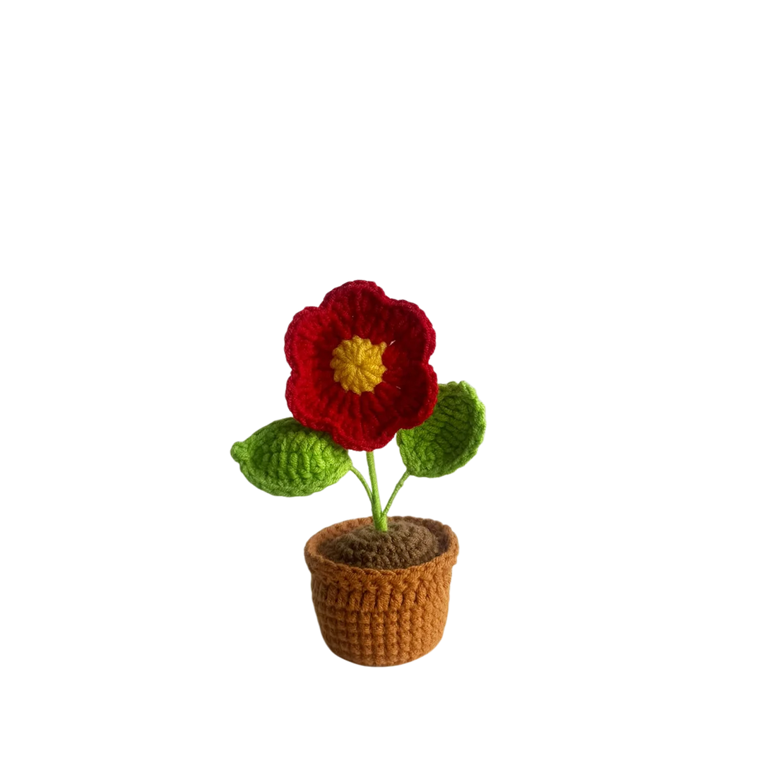 Mini Red Daisy Pot Plant