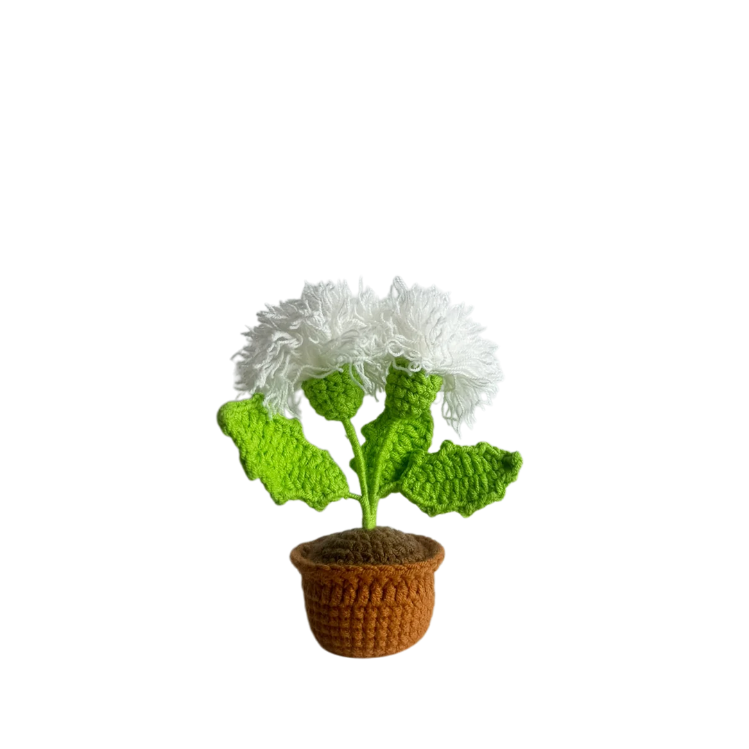 Mini White Thistle Pot Plant