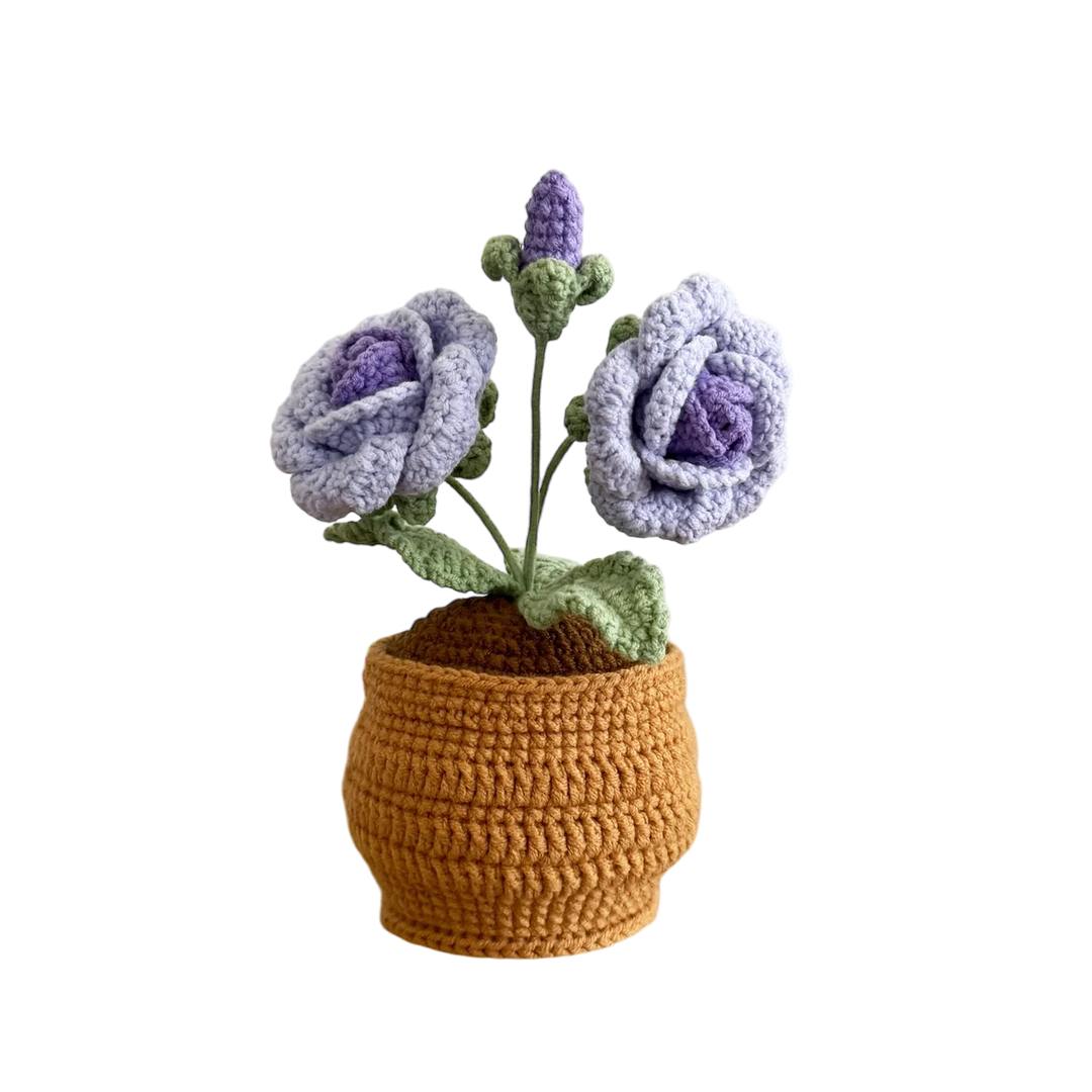 Blue Rose Pot Plant