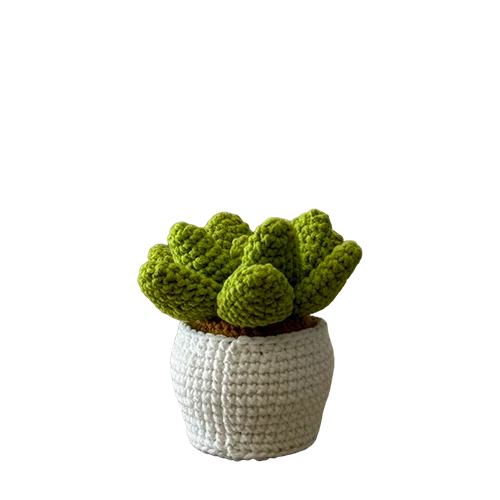 Smily Succulent