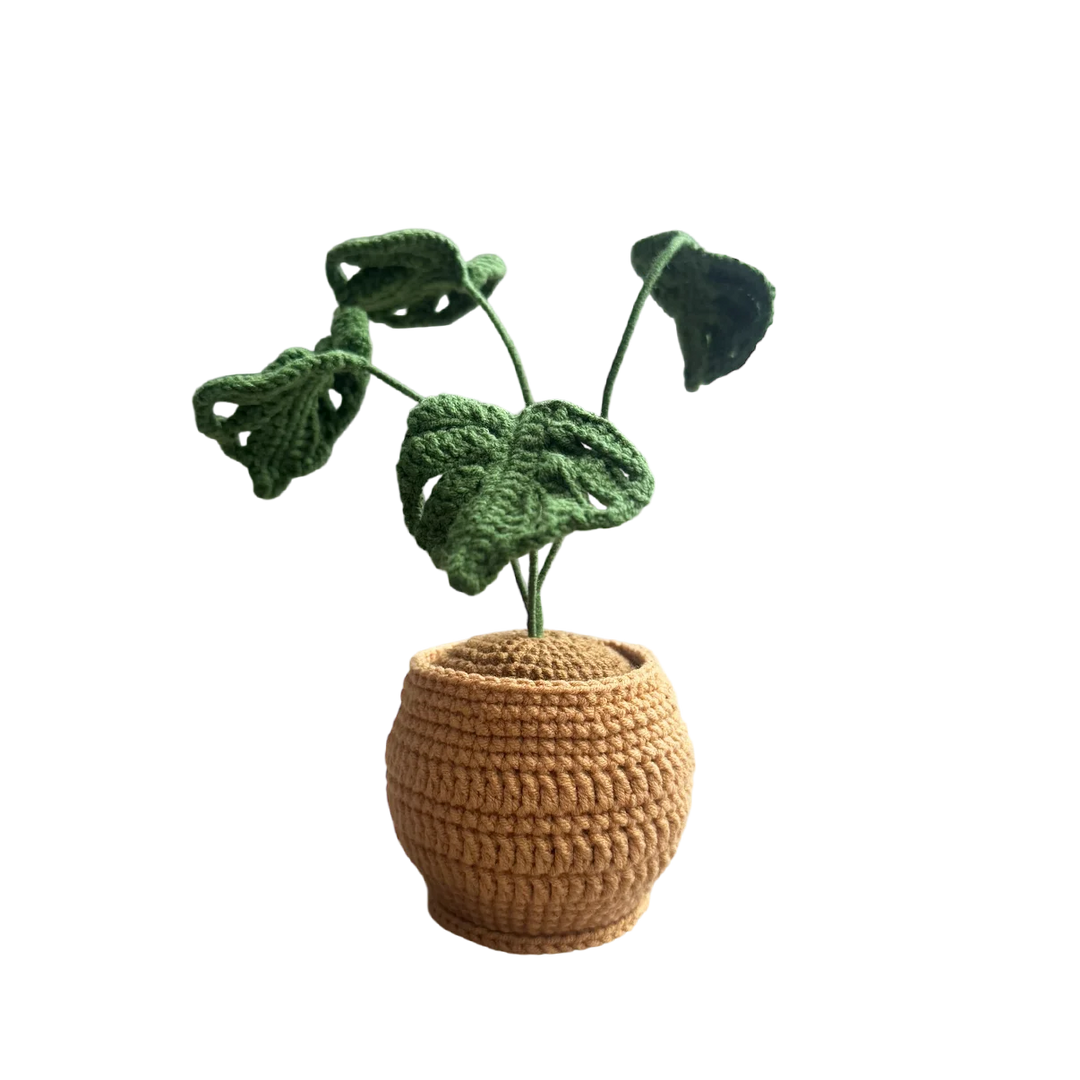 Swiss Cheese Pot Plant