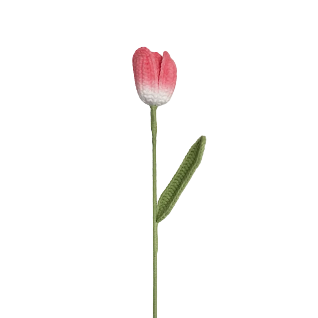Two Tone Pink Tulip