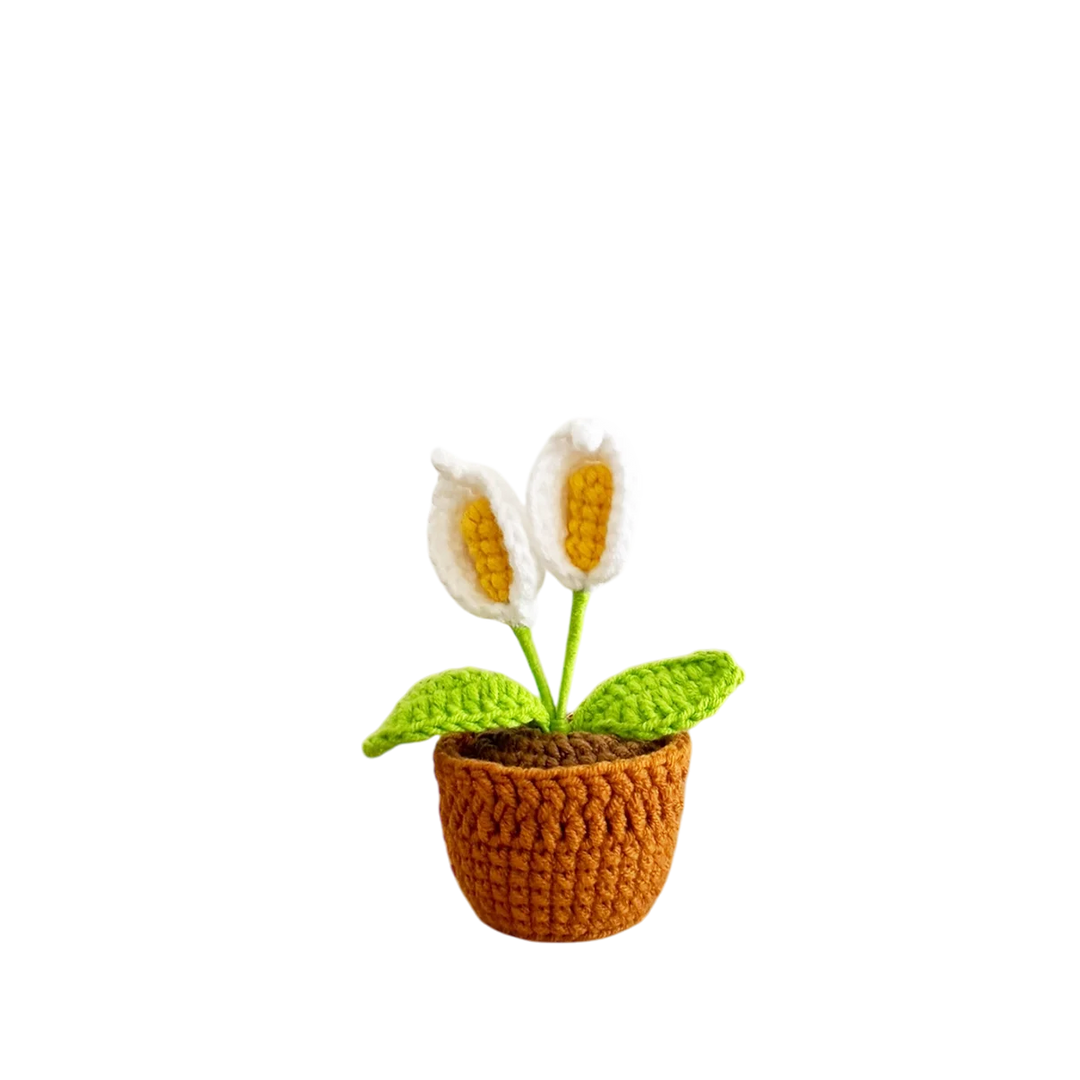 Mini Calla Lily Pot Plant