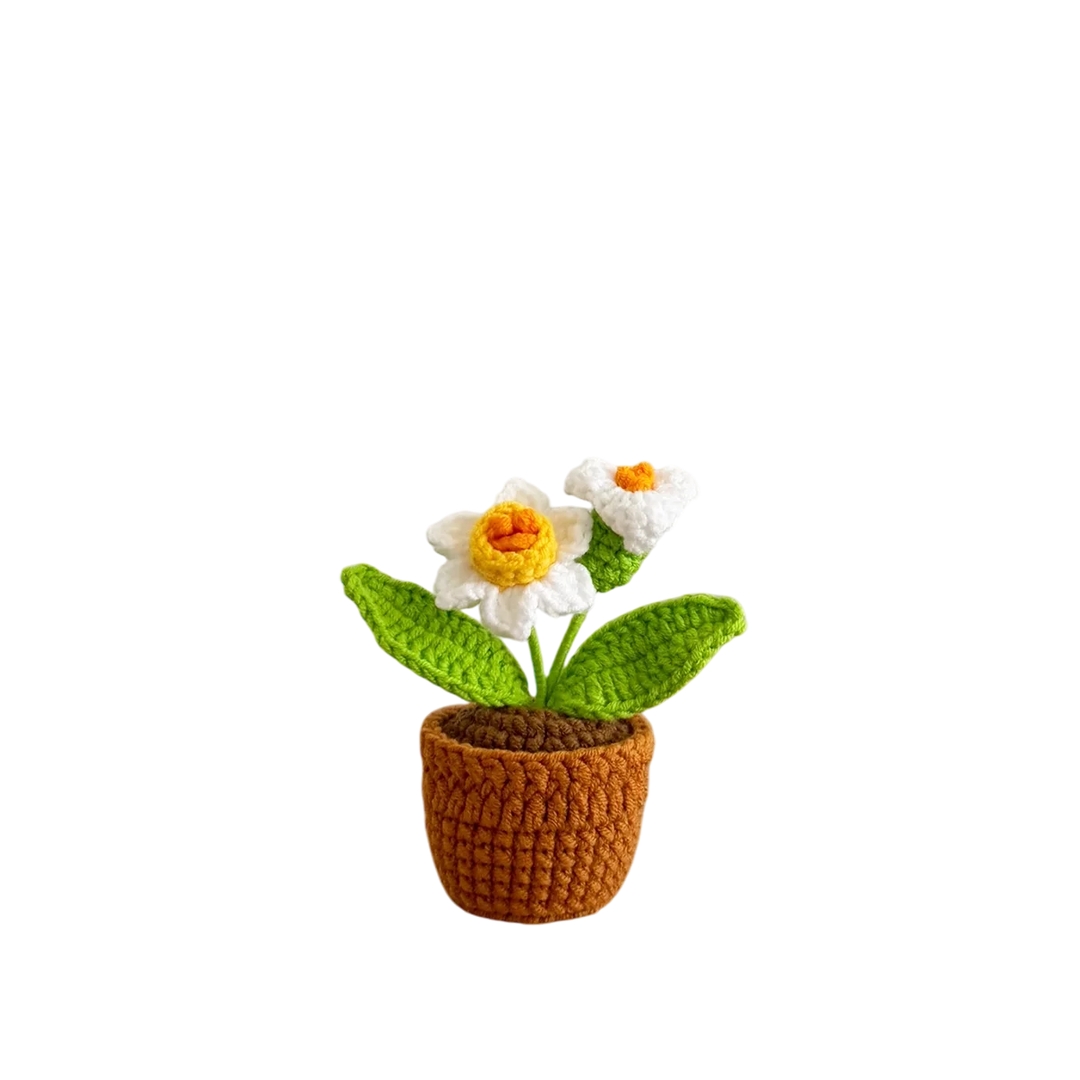 Mini Daffodil Pot Plant