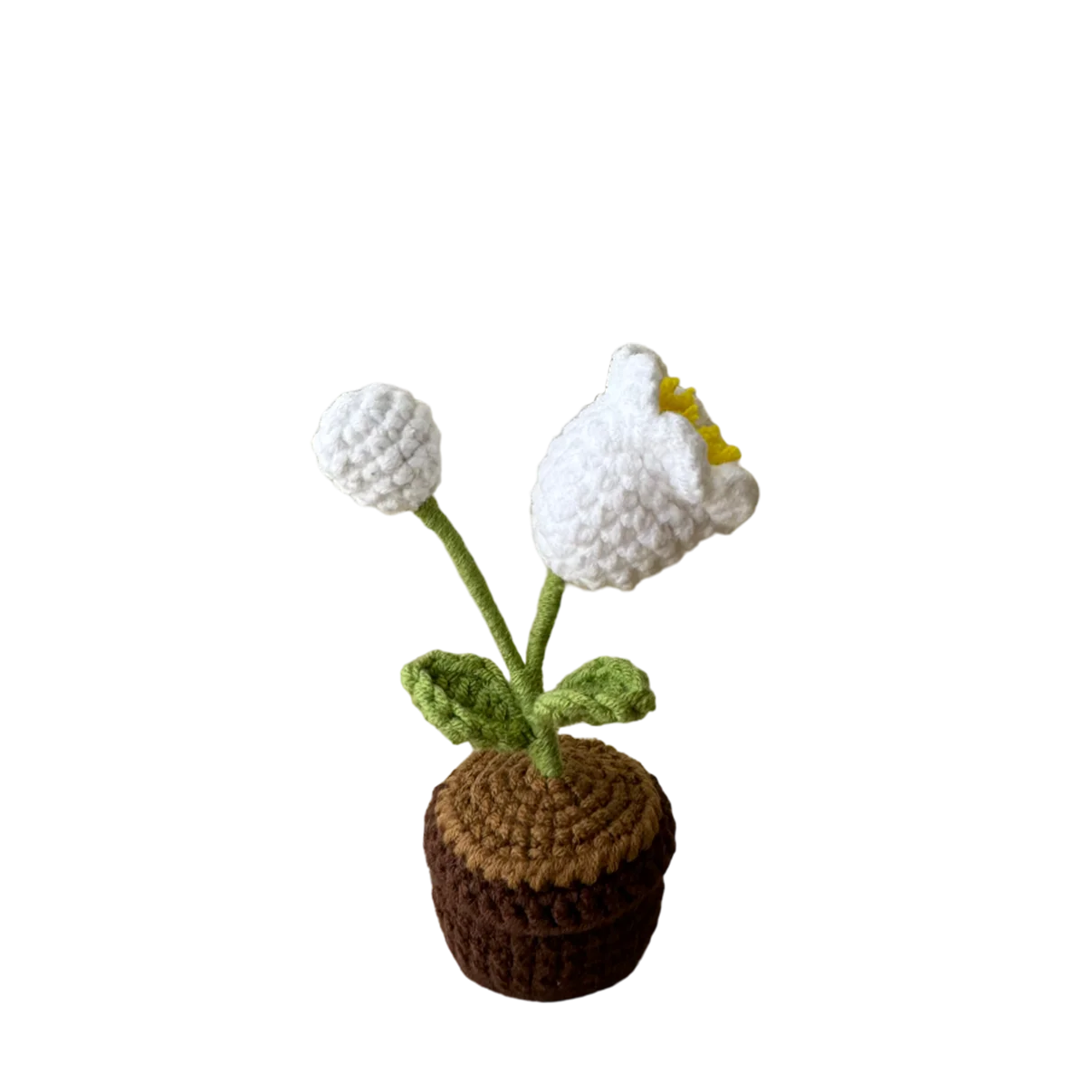 Mini Lily of the Valley Pot Plant – The Flower Stall