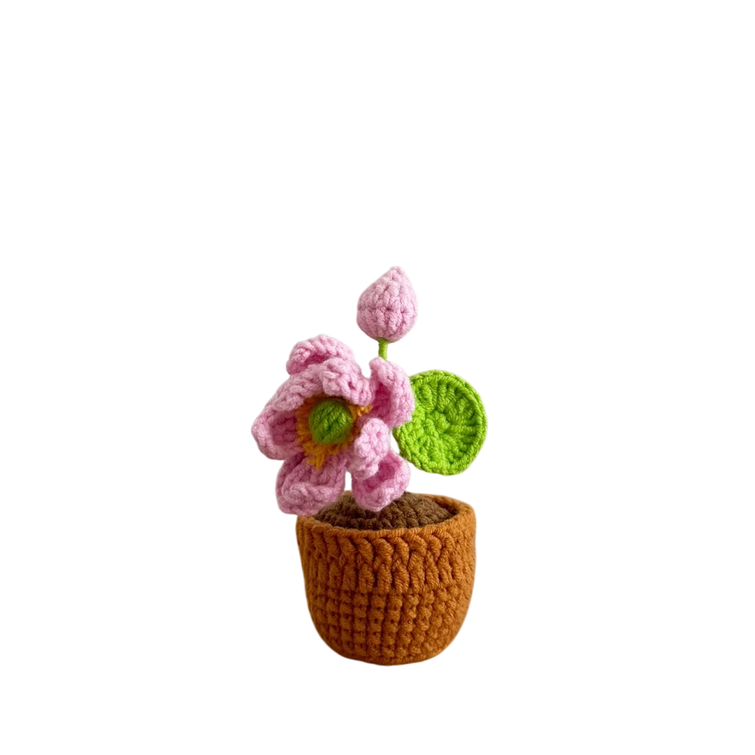 Mini Lotus Pot Plant