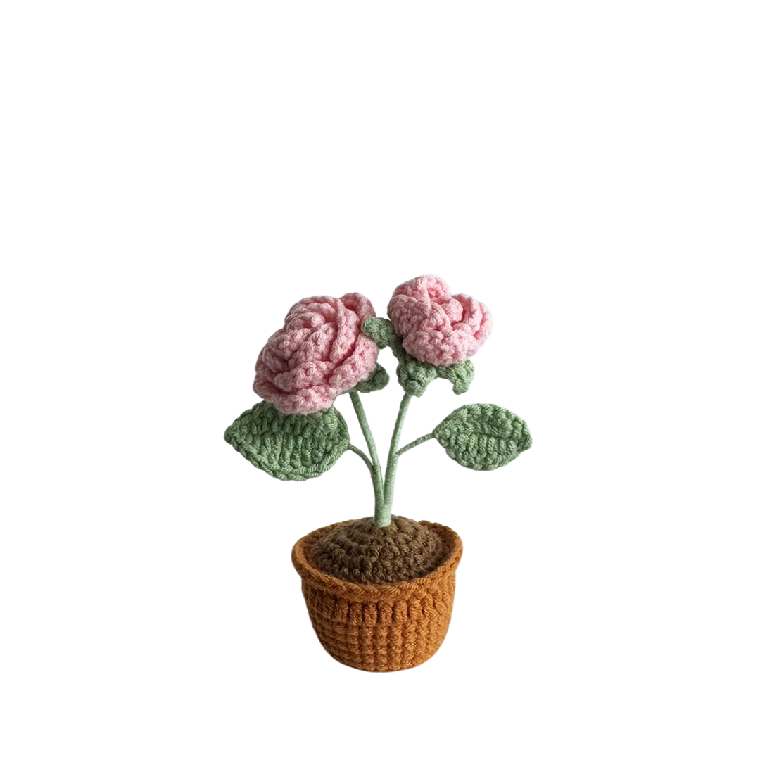 Mini Pink Rose Pot Plant