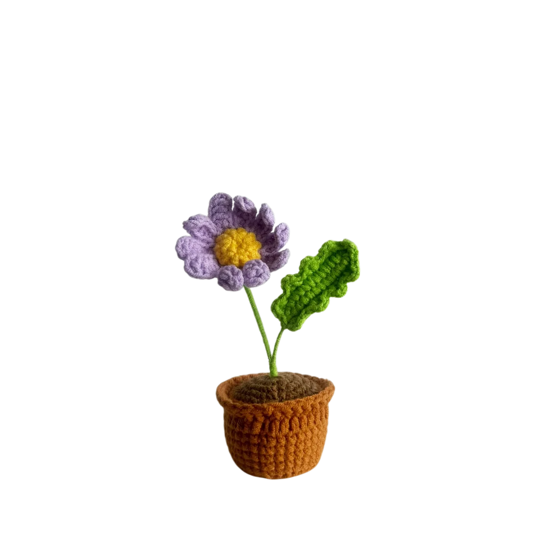 Mini Purple Cosmos Pot Plant