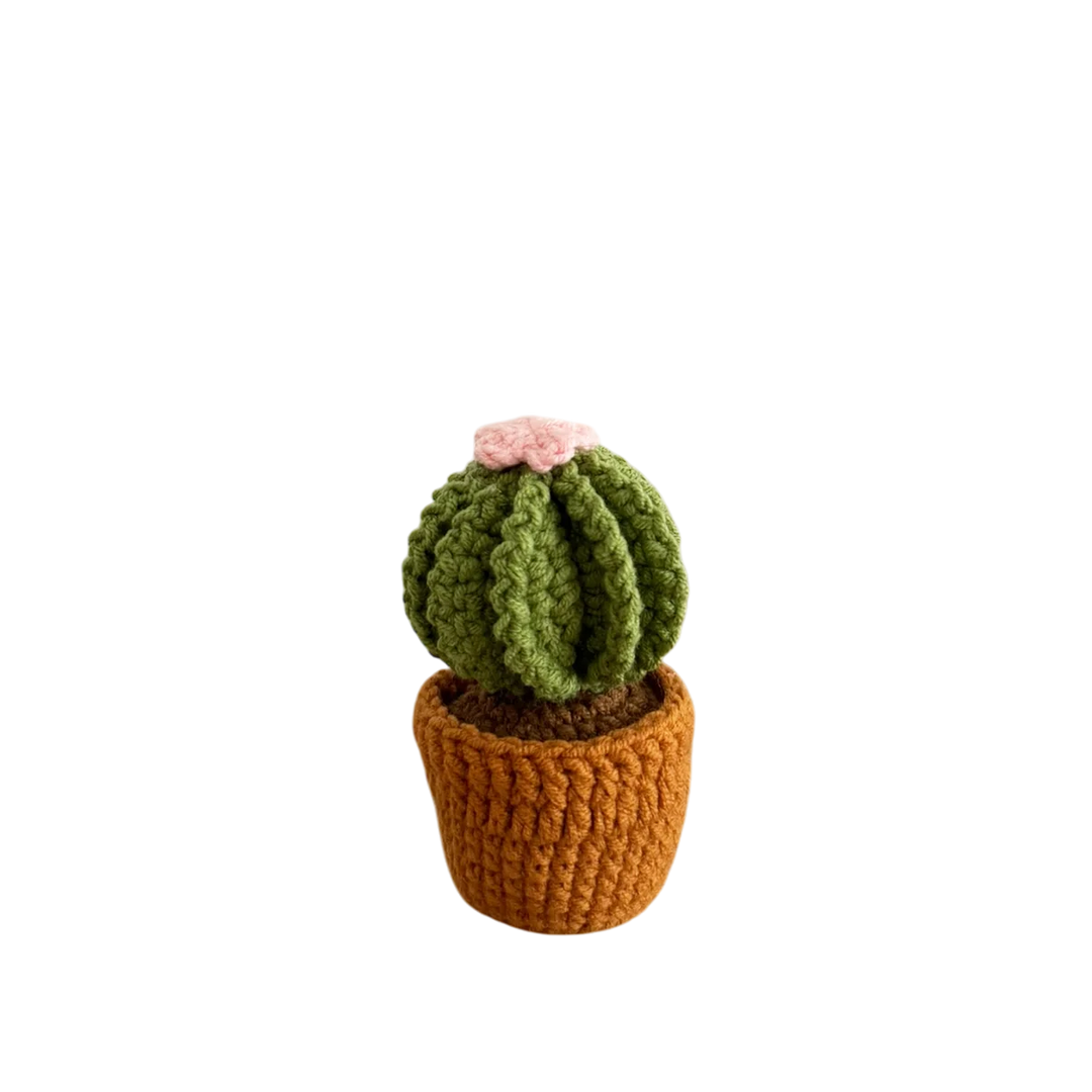 Pink Cactus Pot Plant