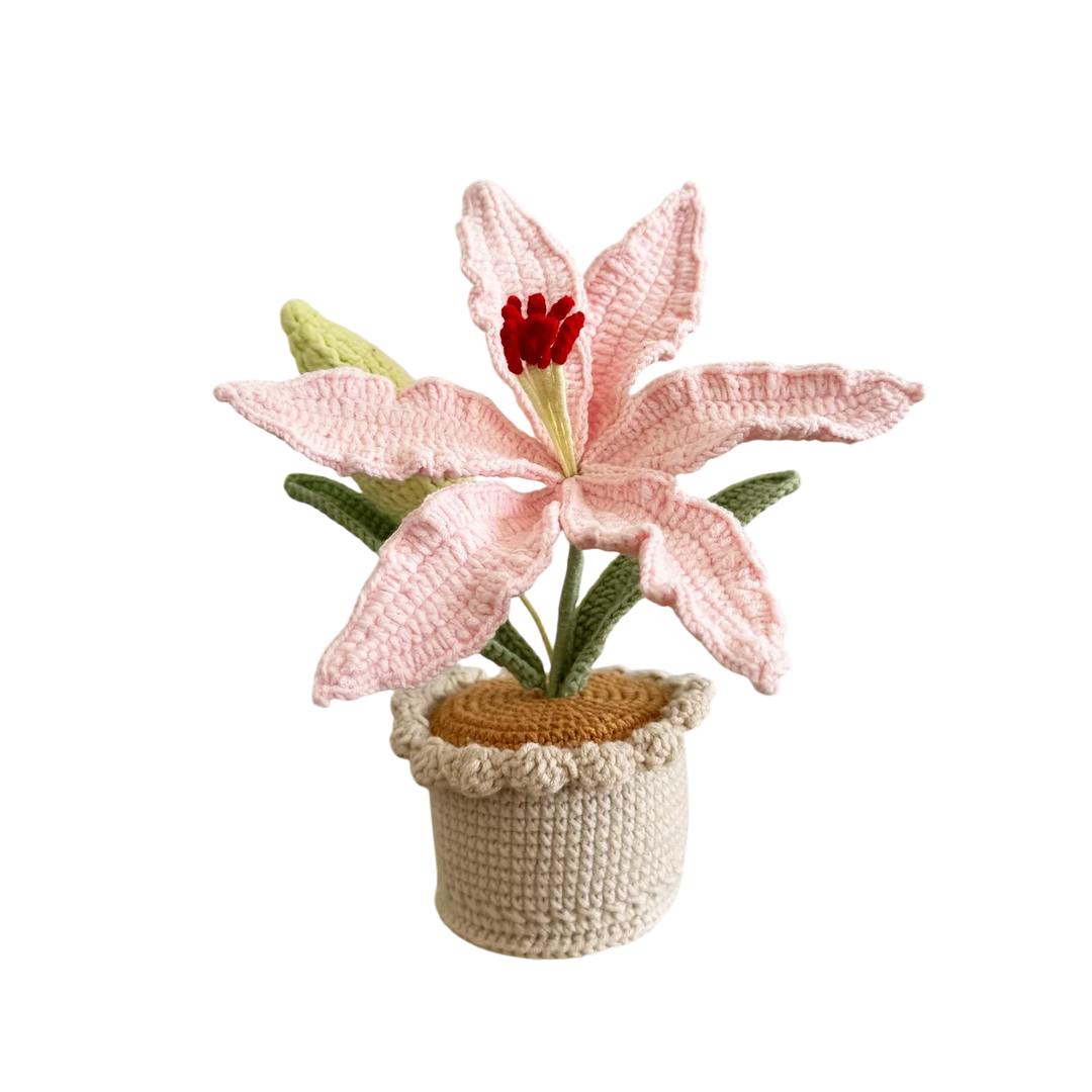 Pink Lily Pot Plant