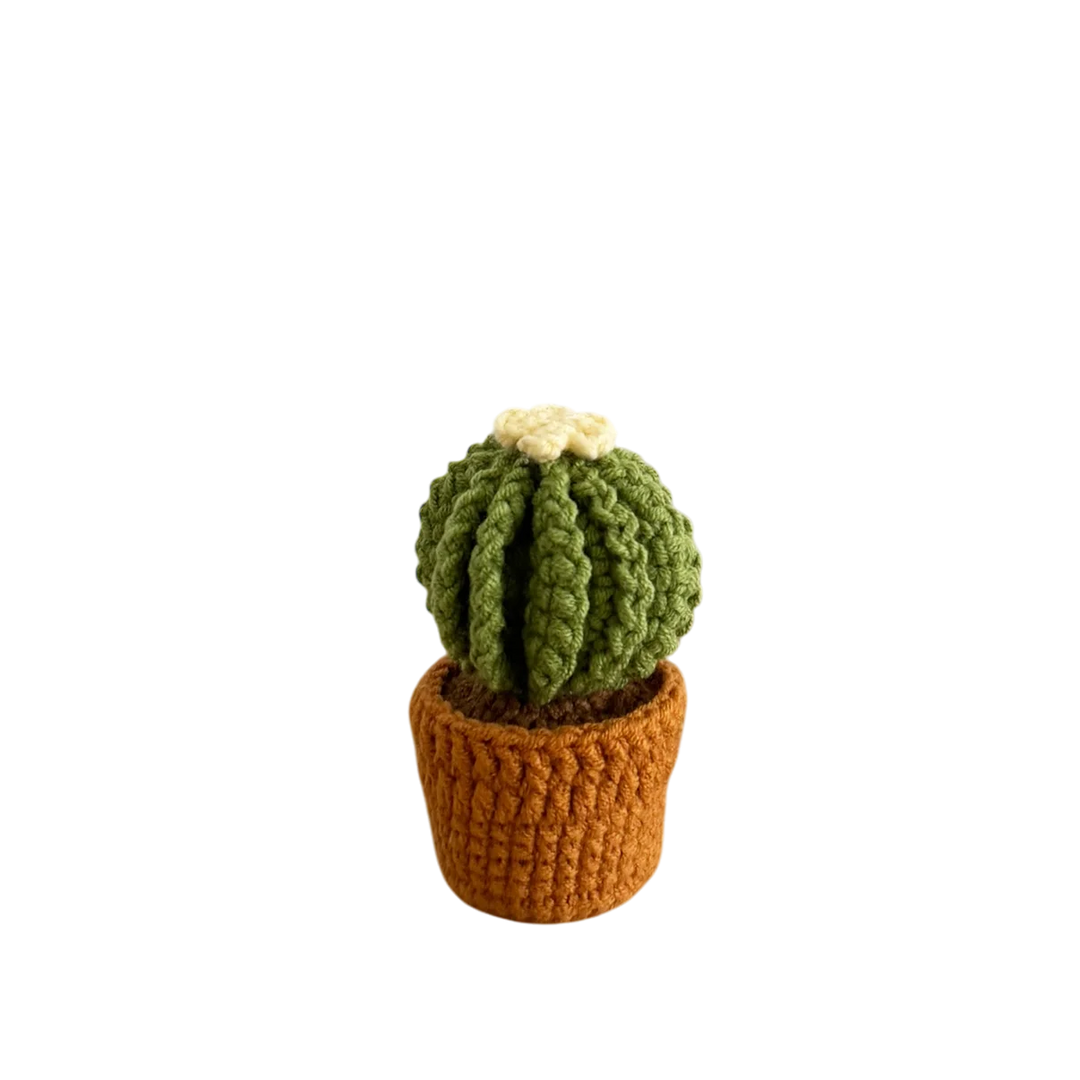 Yellow Cactus Pot Plant